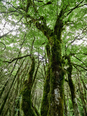 Crown of old dry wood overgrown with moss in a dense rainforest