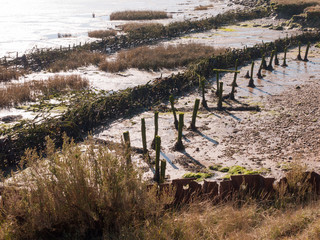 Obraz premium Fingringhoe wick nature reserve outside landscape background space open country countryside