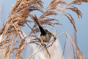 Rare Bearded Tit