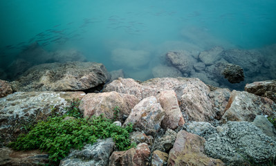 Fish swimming near the rocks