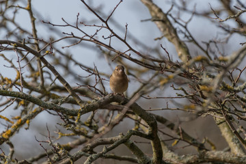 A Perched Chaffinch