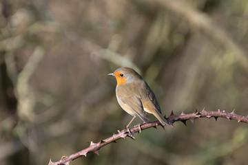 Robin Redbreast perched on a Branch