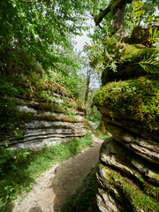 Rocks, covered with moss on the trail in the rain forest.