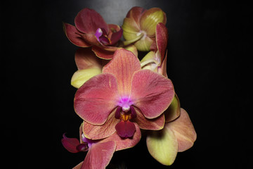 Obraz premium Flower petals blooming pink orchids on a dark background.