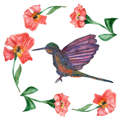 Watercolor hand painted composition with the hummingbird in the forest flowers