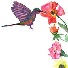 Watercolor hand painted illustration with the hummingbird on the different flowers