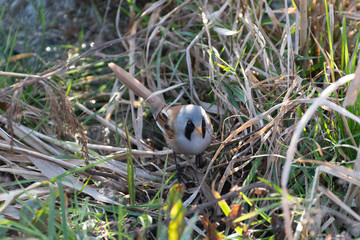 Rare Bearded Tit