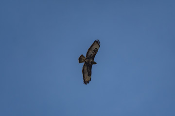 Buzzard in flight