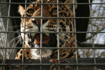 Jaguar in bars