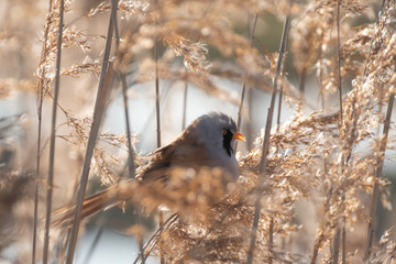 Rare Bearded Tit