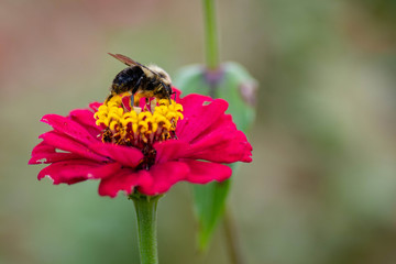 Bee on flower 7