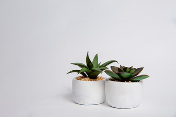 Green plant, cactus in a pot on a white, bright background. The concept of plants at home, beautifying a home with plants. Green grass in the room. White flowerpot with cactus.