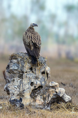 Himalayan griffon vulture or Gyps himalayensis sitting on the white stone with brown grass in Thung Yai Pak Phli, Nakhon Nayok, Thailand.
