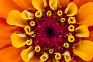 Orange Flower Macro 5