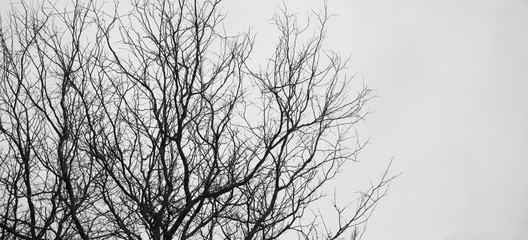 Silhouetted trees against a white sky