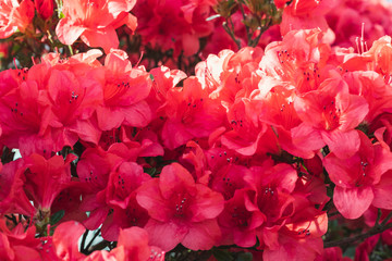 red hibiscus azaleas wedding flowers background