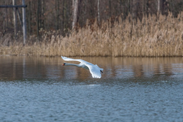 mute swan taking off