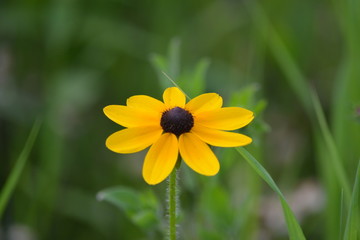yellow flower on green background of grass