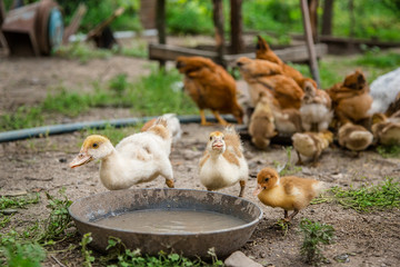 A group of young ducklings, teenage chickens in the farmyard pecking food.