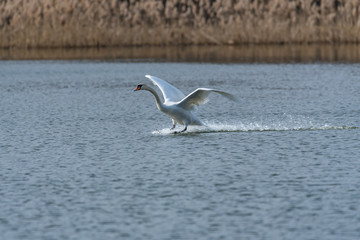 mute swan taking off