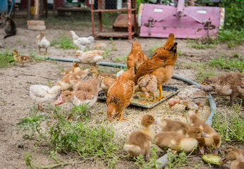 A group of young ducklings, teenage chickens in the farmyard pecking food.