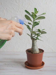 Spraying houseplants with a spray bottle.