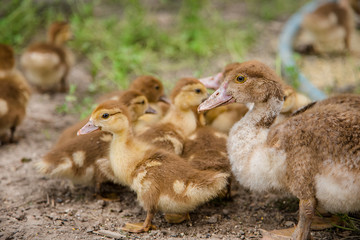 A group of young ducklings, teenage chickens in the farmyard pecking food.