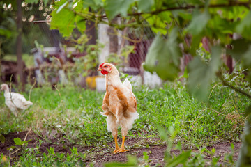 Adult hens, roosters, turkeys, teenage chickens on the farm graze in the grass and peck fodder.