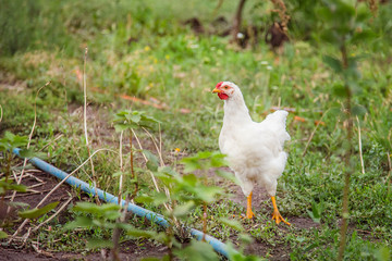 Adult hens, roosters, turkeys, teenage chickens on the farm graze in the grass and peck fodder.