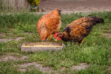 Adult hens, roosters, turkeys, teenage chickens on the farm graze in the grass and peck fodder.