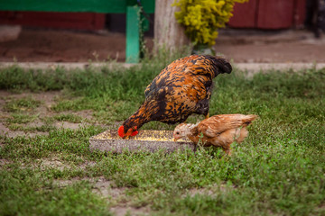 Adult hens, roosters, turkeys, teenage chickens on the farm graze in the grass and peck fodder.