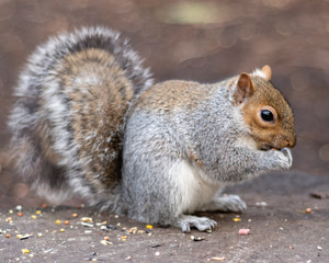 Grey Squirrel Feeding Closeup