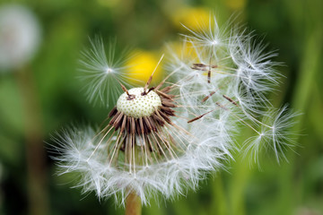 Fluffy dandelion seeds spread by the wind