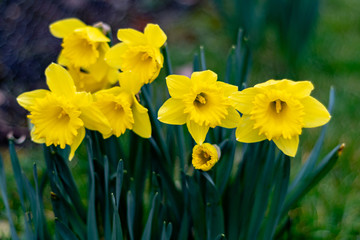 Fototapeta premium Daffodils in Bloom