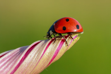 ladybug 8