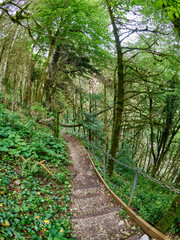 Footpath with staircase in a thick green forest on a cloudy day.