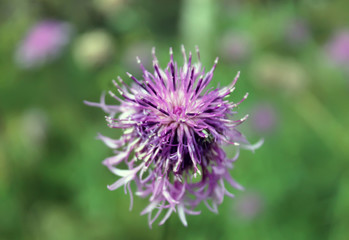 Violet wild flower in a field close up