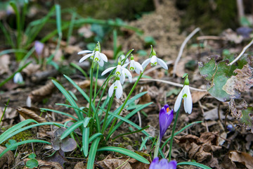 Snowdrop spring flower bouquet in the forest background