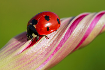 ladybug 7