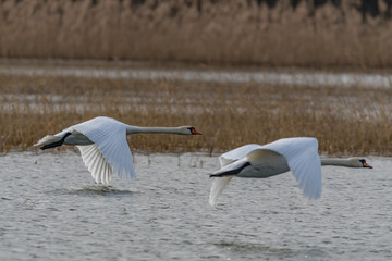 mute swans on the lake