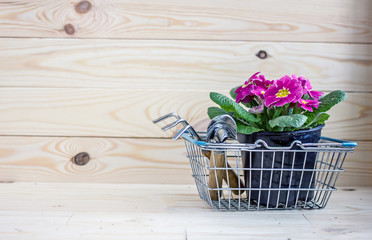 Fototapeta na wymiar Spring garden flowers primula and hyacinth on a wooden background. Background about gardening, flowers in a basket with garden tools. copy space 