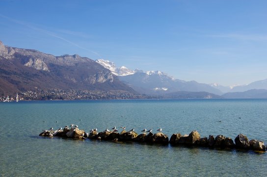 Lac d'Annecy et mouettes