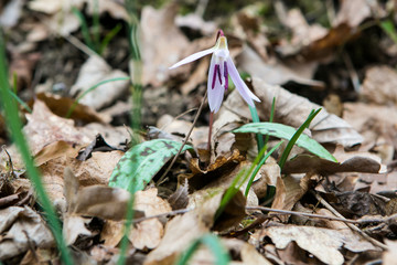 Spring Saffron crocus flower in the spring forest