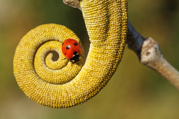 tail of a chameleon 2