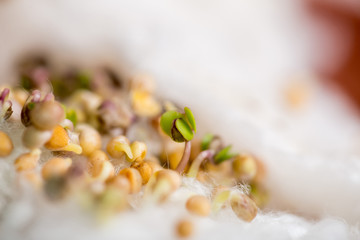 small young sprout and germinated seeds on textiles