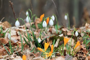 Blooming Galanthus elwesii and Crocus flavus in the spring forest