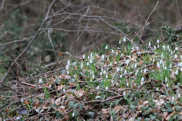 Galanthus elwesii blooming in the spring forest