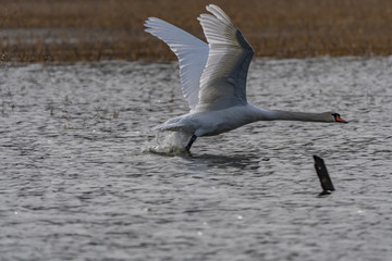 mute swan taking off