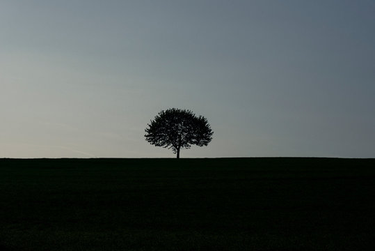 Single tree silhouette at sunrise