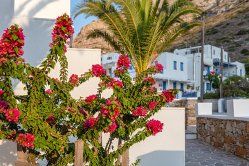 Summer flowers growing in the garden.. Kamares village on Sifnos island. Greece